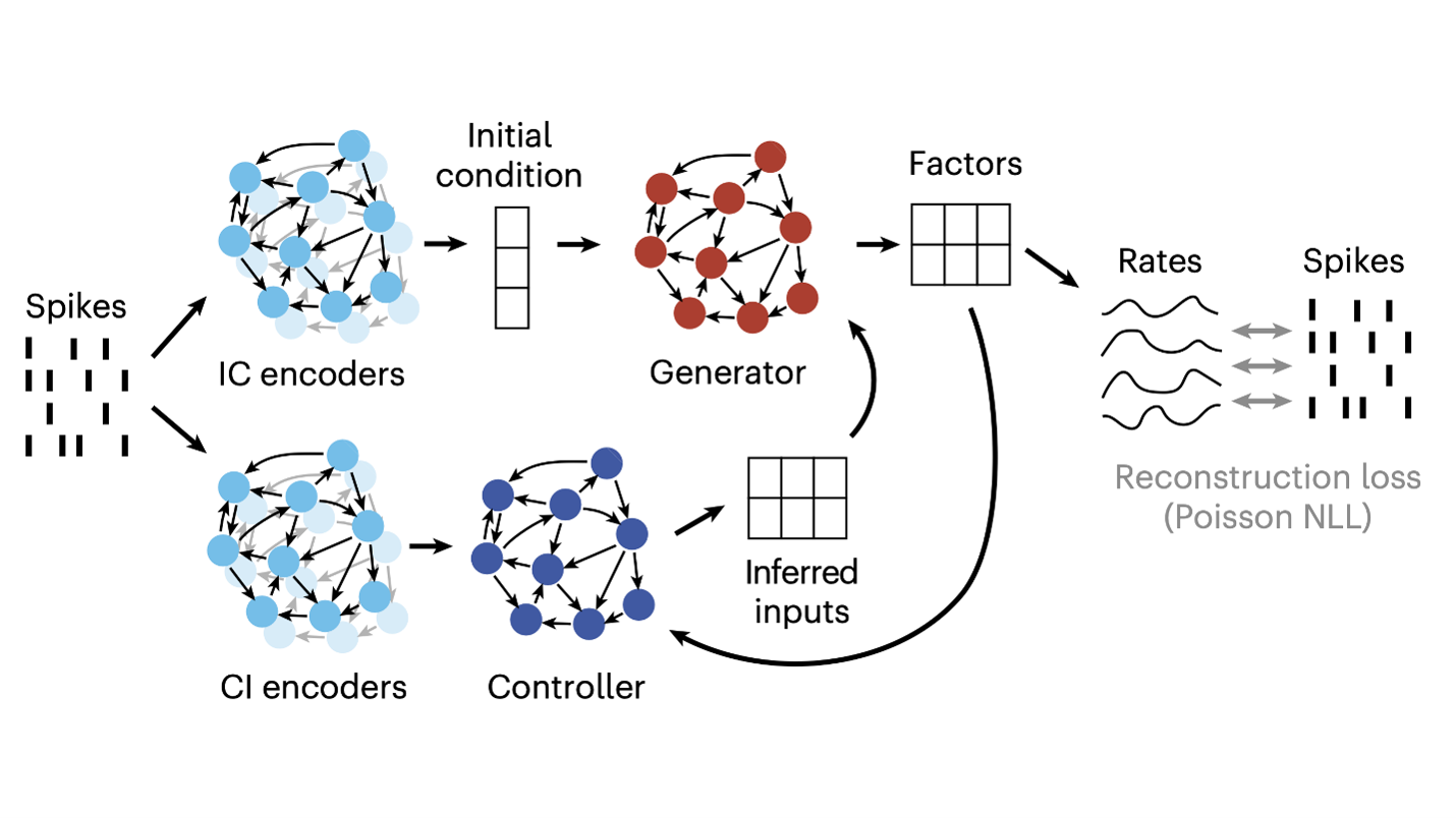Diagram of an LFADS model using spike data, encoders, a generator, and a controller to infer inputs and reconstruct neural firing rates.