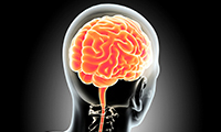 Illustration of a brain inside of a head