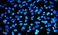 blue cells