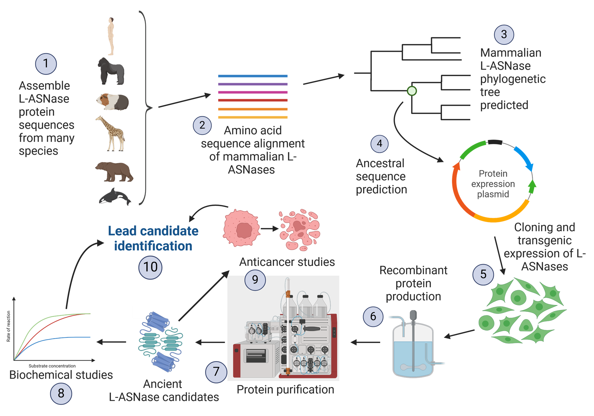 diagram of genetic sequencing process