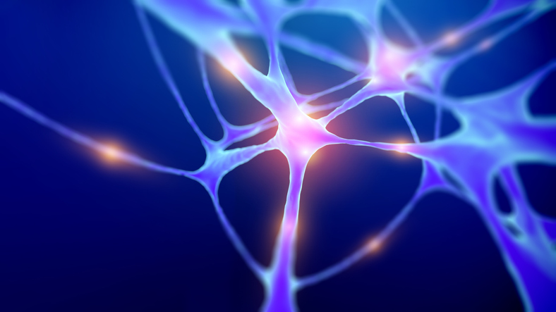 Stock graphic of human neuron structure
