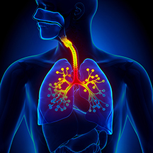 Illustration of lungs